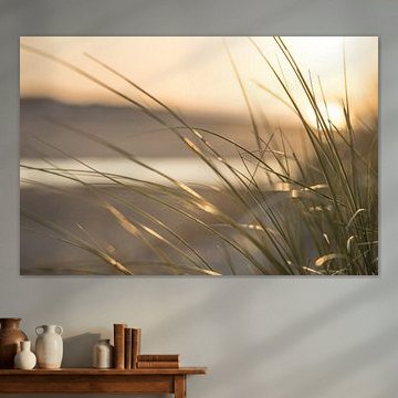 Dühnengraß in de zonsondergang