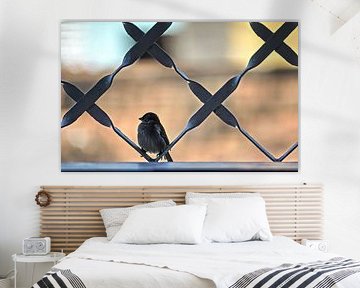 bird