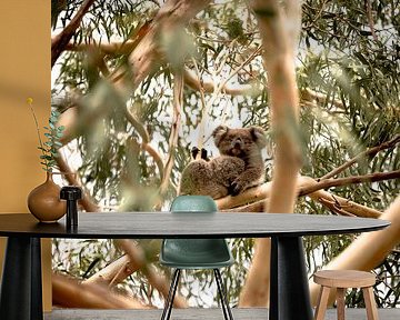 Eerste ontmoeting met een Koala in Australië. van Niels Rurenga