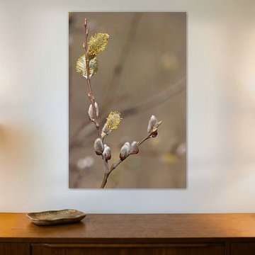 The Softness of Spring