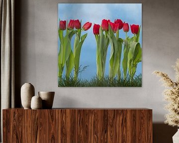 Tulpen ist Frühling