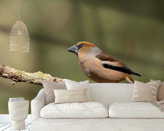 Aperçu de la chambre