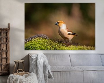 Hawfinch man by Tanja van Beuningen