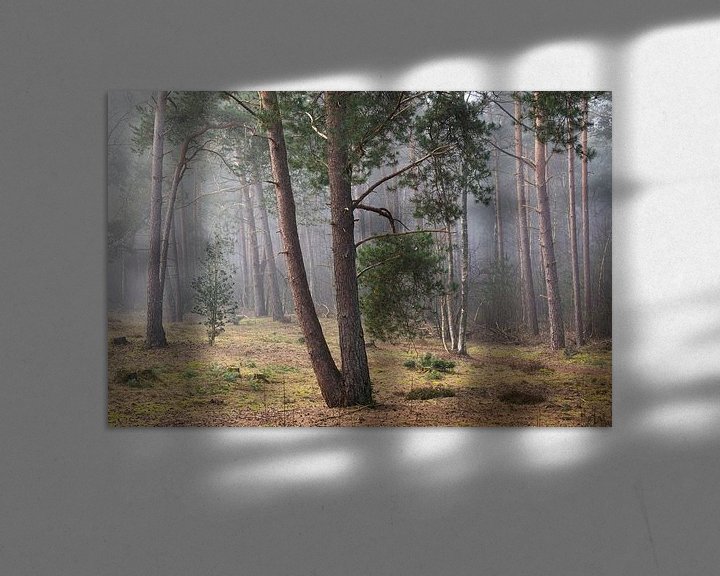 Sfeerimpressie: Den in de mist op de Utrechtse Heuvelrug, Nederland van Sjaak den Breeje