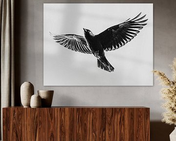 Flying jackdaw by Brigitte Jansen