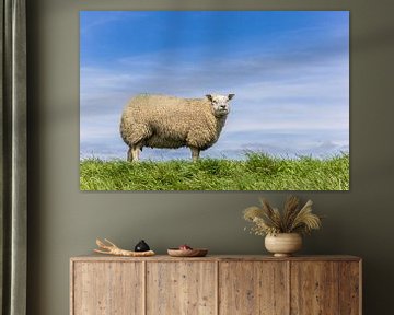 A white sheep stands on top of a dike in Friesland by Marc Venema