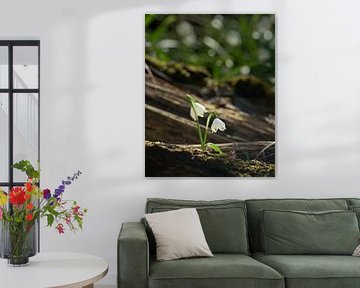 Flocons de neige dans les prairies sur Keith Wilson Photography