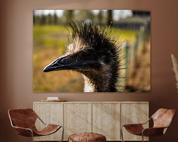 A beautiful emu with nice light in the background. by Bram van Egmond