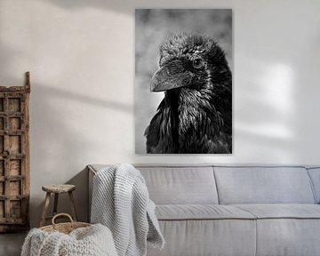 Raaf - Vogelportret van Carolina Reina