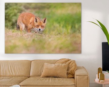 Fox in the wild