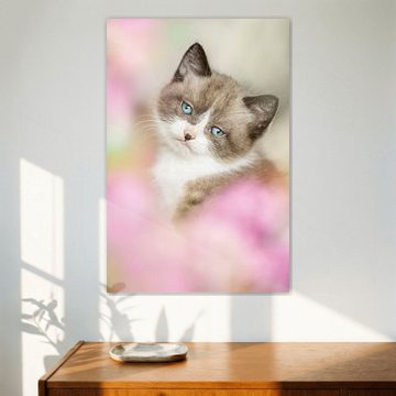 Kitten tussen roze bloemen