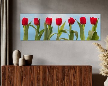 7 rote Tulpen in einer Reihe