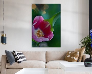 roze tulp met bokeh van Lindy Schenk-Smit