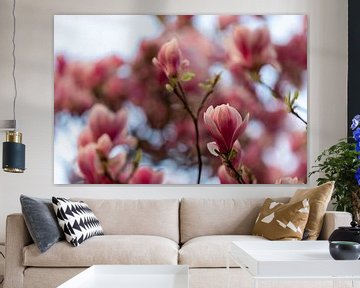 Magnolia bloesem met bokeh effect tegen een mooie blauwe achtergrond van Kim Willems