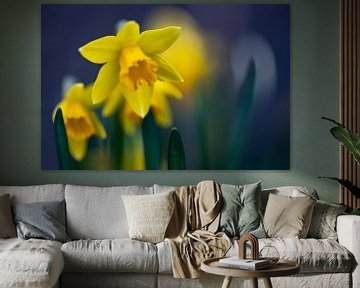 Dreamy daffodils by Annika Westgeest Photography