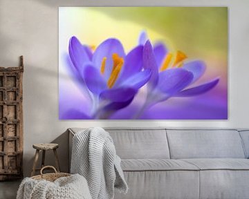 Purple crocuses with a touch of green by Annika Westgeest Photography