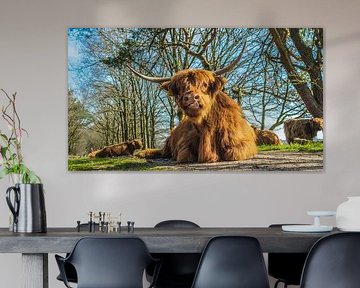 Scottish Highlanders