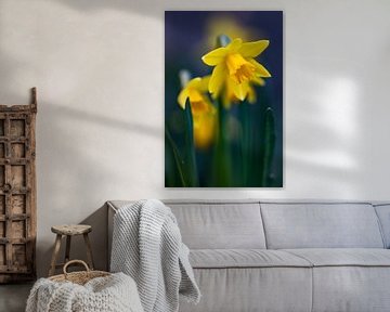 Luminous daffodils by Annika Westgeest Photography