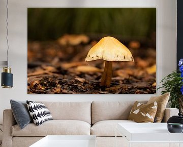 Een herfstachtige paddenstoel van Danique Verweij