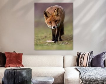 Curious fox during the golden hour by Patrick van Bakkum