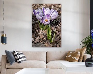 Crocuses by Alexander Ludwig