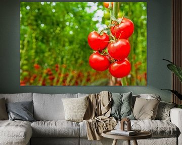 Verse rijpe tomaten aan tomatenplanten van Sjoerd van der Wal Fotografie