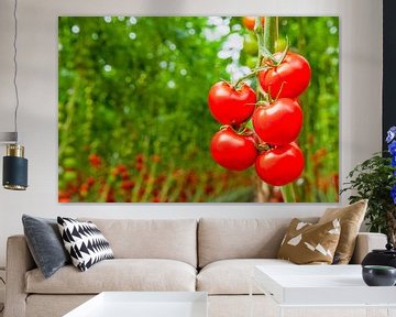 Frische reife Tomaten, die an Tomatenpflanzen wachsen von Sjoerd van der Wal