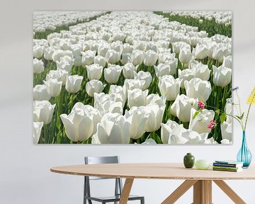 Tulipfield avec des tulipes blanches. sur Albert Beukhof