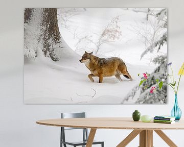 Wolf (Canis lupus) in de winter van Dirk Rüter