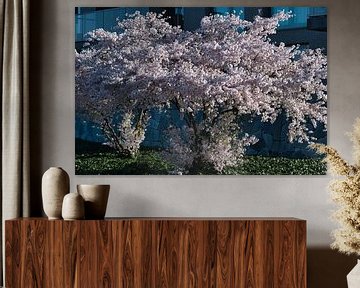 Frühlingsgefühle mit schönen japanischen Blüten von Jolanda de Jong-Jansen