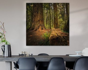 Jedediah Smith Redwoods State Park von Henk Meijer Photography