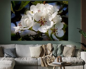 Poire en fleur dans la Betuwe, Pays-Bas (1) sur Adelheid Smitt