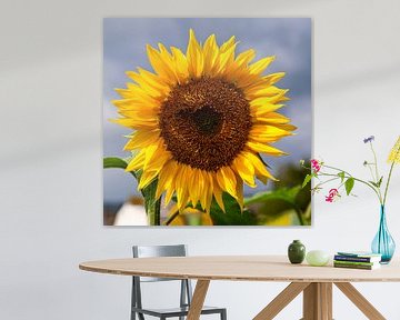 Sunflower by Adelheid Smitt