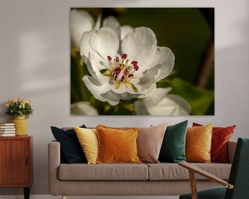 Pear blossom in the Betuwe, The Netherlands (4) by Adelheid Smitt