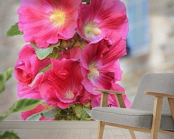 Stockrosen in einem französischen Garten. von Christa Stroo photography