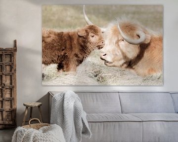 Schotse hooglander koe met kalf van Melissa Peltenburg