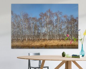 Birches along the waterfront by Albert Mendelewski