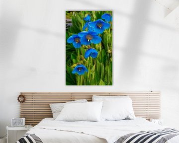 Blue Poppies by Adelheid Smitt