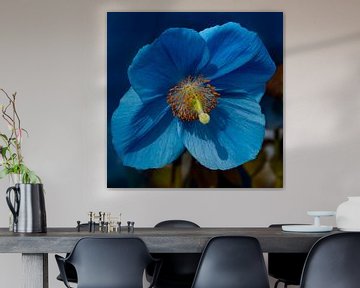 Blue Poppy 2 by Adelheid Smitt