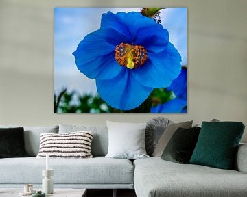 Coquelicot bleu 3 sur Adelheid Smitt