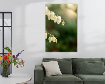 Makrofoto von kleinen weißen Blumen im Frühling | fine art floral art von Karijn | Fine art Natuur en Reis Fotografie