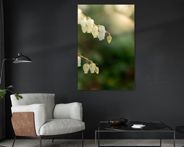 macrofoto van kleine witte bloemen in de lente | fine art bloemenkunst