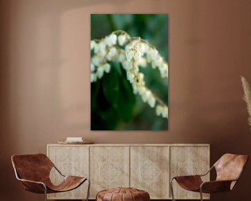 macrofoto met bokeh van witte voorjaarsbloemen