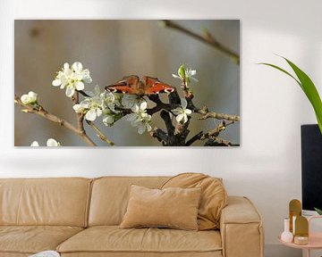 Schmetterling Pfau auf Zweig mit weißen Blüten von Studio Stien