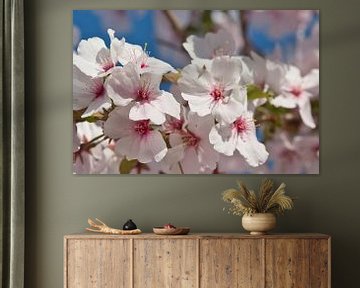 Close up of pink japanese blossoms in the spotlight by Jolanda de Jong-Jansen