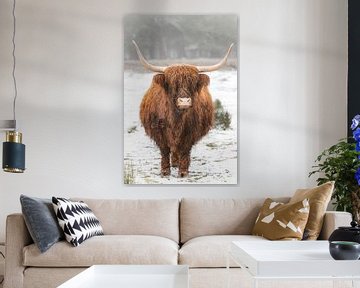 Portrait of a Scottish Highland cattle cow in the snow by Sjoerd van der Wal Photography