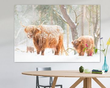 Portret van een Schotse hooglander koe met kalf in de sneeuw van Sjoerd van der Wal Fotografie