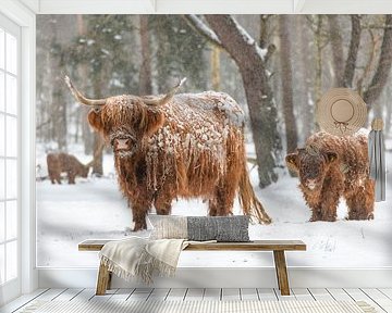 Portret van een Schotse hooglander koe met kalf in de sneeuw van Sjoerd van der Wal Fotografie