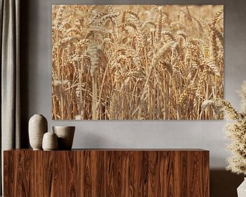 Ripe wheat heads in a field in summer. by Sjoerd van der Wal Photography
