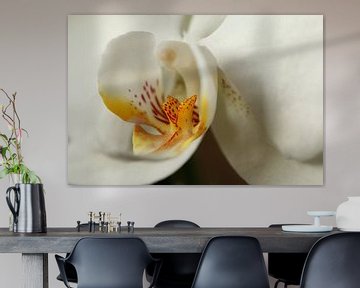 Une orchidée blanche sur Pim van der Horst